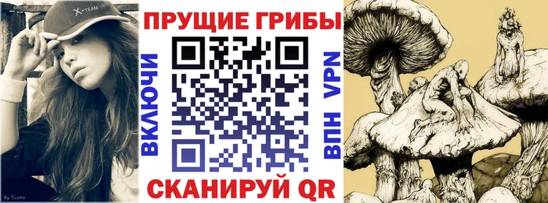 blacksprut вход  Псков  Псилоцибиновые грибы Cubensis  где купить наркотик 